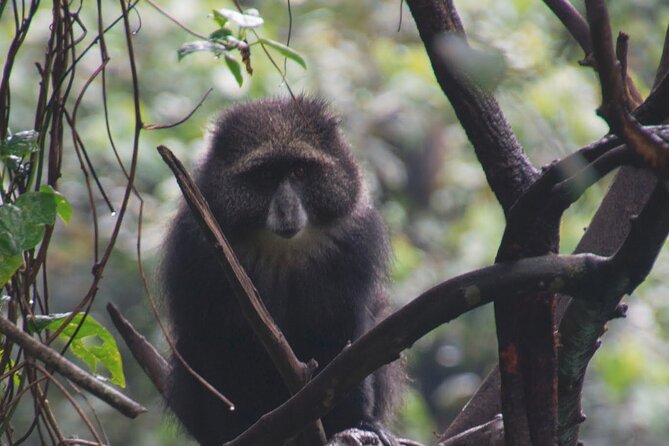 7 Day Kilimanjaro Machame Climb - Customer Reviews and Ratings