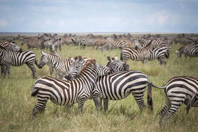 7-Day Lake Manyara, Ngorongoro Crater and Serengeti Private Tour - Pricing and Availability