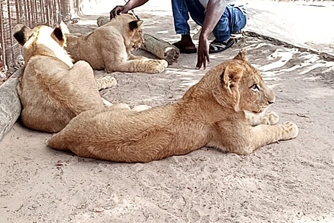 7-Day Senegal Private Trip From Dakar - Transportation and Pickup Information