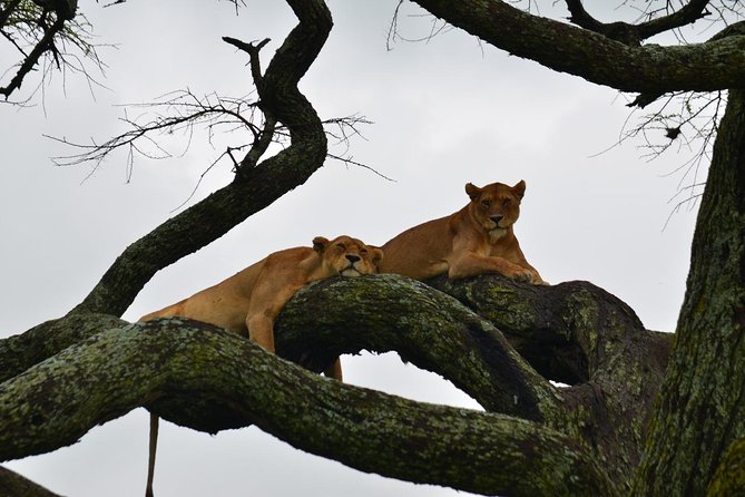 7-Day Serengeti Wildebeest Migration Camping Safari - Cultural Experiences