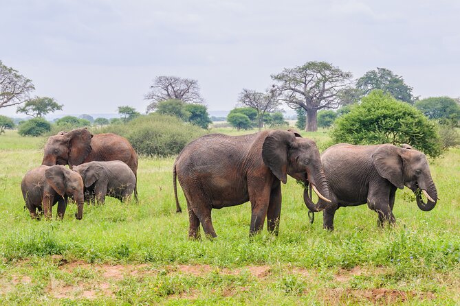 7 Day Tanzania Camping Safari Experience - Day 4: Tarangire National Park