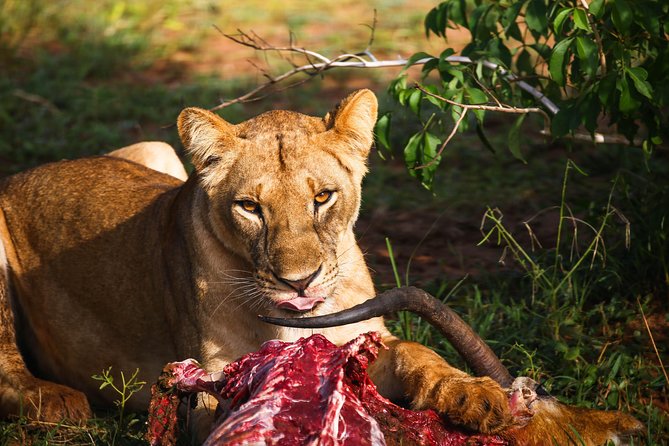 7-Day Uganda Adventure Safari - Midrange Lodges - Dining Experience