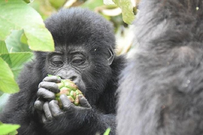 7 Days Exclusive Gorilla Experience in Uganda - Customer Review and Rating