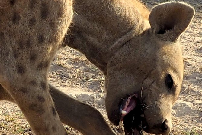 7 Days Masai Mara / Lake Nakuru / Lake Naivasha / Amboseli - Reviews and Testimonials