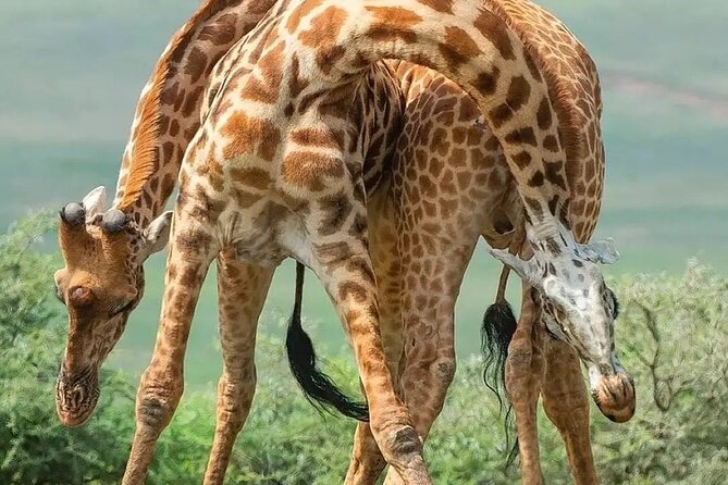 7 Days Private Safari in Tanzania - Price and Policies