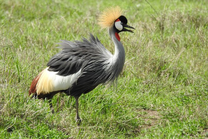 7 Days Private Tanzania Safari With Mid Range Lodges or Camps - Cultural Experiences Included