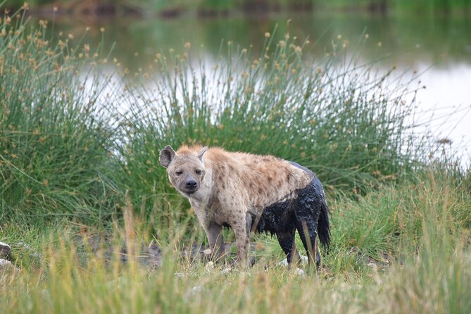 7 Days Rhino Ngorongoro Crater Safari Tour - Wildlife Encounters