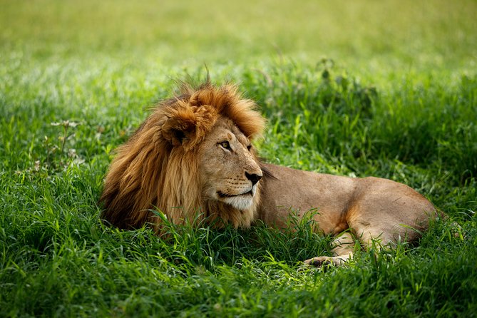 7 Days Tanzania Luxury Safari Experience & Coffee Walking Tour - Coffee Walking Tour Information