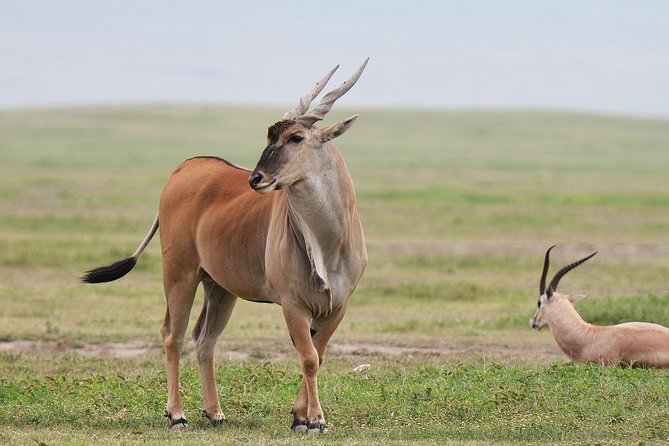 7 Days Tanzania Private Safari - Wildlife Encounters