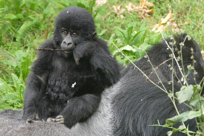 8 Days Amboseli Lake Nakuru Masai Mara Lake Naivasha Safari - Optional Activities and Excursions