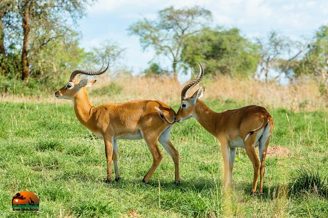 8 Days Gorillas, Primates & Wildlife Safari Uganda Safari - Primate Adventures