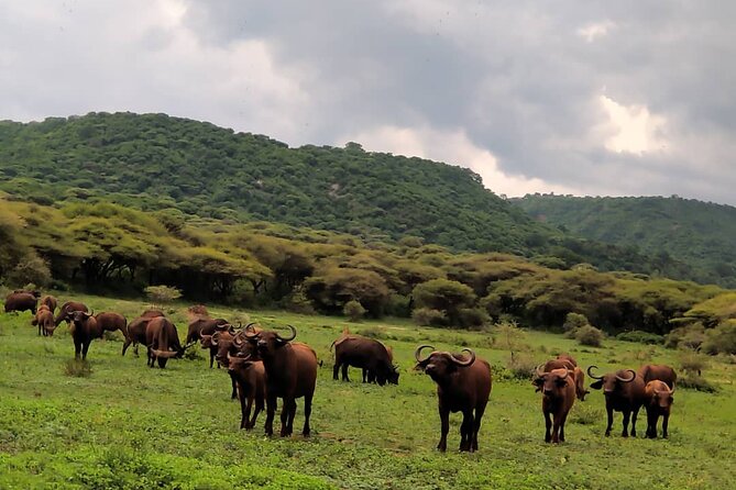 8 Days Luxury Safari Adventure(Serengeti)