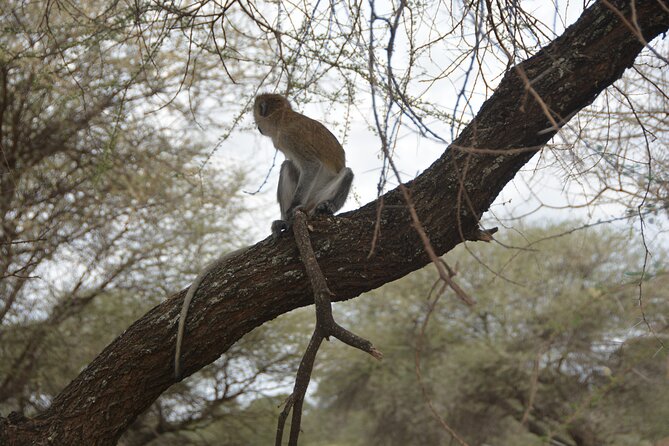 8 Days Private Safari to Southern Circuit Parks of Tanzania - Leisure Time Activities
