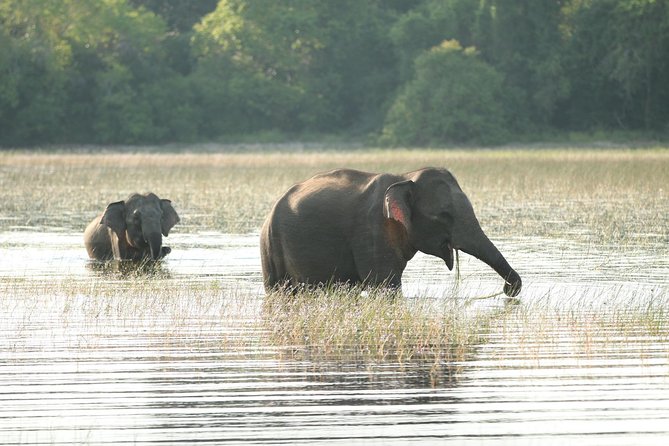 8 Days Sri Lanka Round Tours With Privet Driver, Vehicle and H/B Accommodations - Additional Services Provided