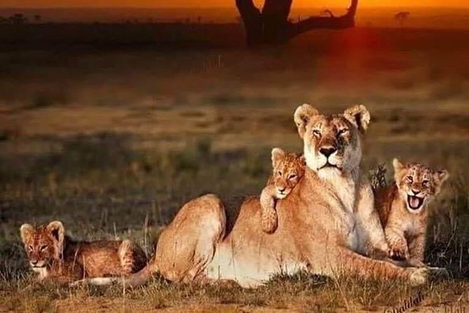 8 Days Tarangire, Serengeti, Ngorongoro & Manyara Budget Lodge Safari Tour - Pricing and Booking Information