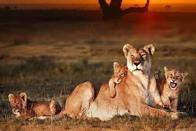8 Days Tarangire, Serengeti, Ngorongoro & Manyara Mid-range Camping Safari Tour - Pricing and Reviews