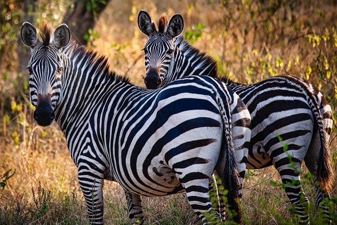 8 Days Uganda Primates Safari - Frequently Asked Questions