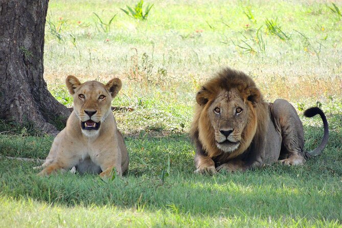 9-Day Enchanting Tanzania Safari -High End All Inclusive - The Sum Up