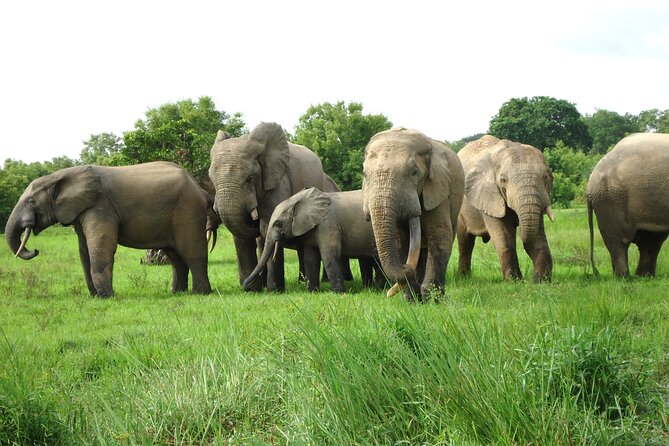 9 Day Ghana Wildlife and Culture Tour - Culinary Experiences