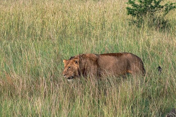9-Day Private Uganda Wildlife Safari - Gorilla Trekking Experience