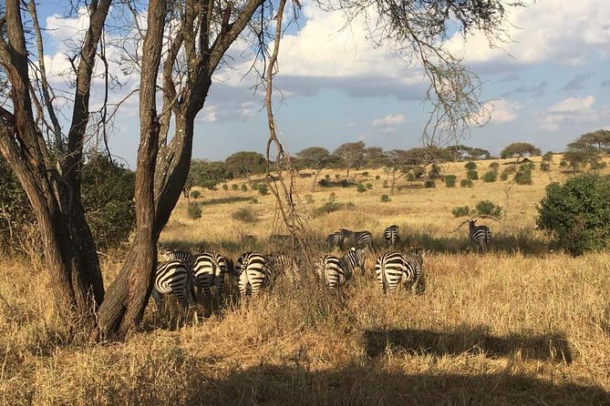 9 Days - Best of Tanzania Safari - Booking and Cancellation Policy
