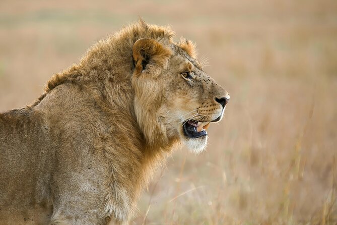 9 Days Great Migration Safaris With Kojuu Safaris Africa-Luxury. - In-Vehicle Amenities and Refreshments