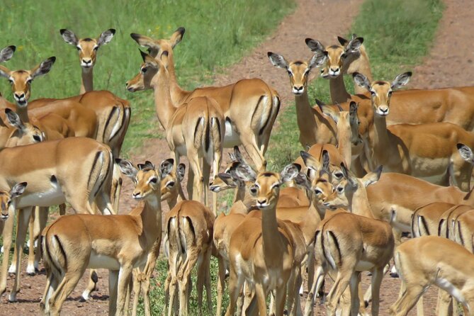 9 Days Safari To See Great Migration Crossing - Cultural Experiences and Interactions