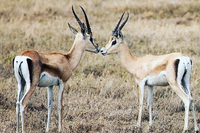 A Day Trip to Saadani National Park From Dar Es Salaam / Zanzibar - Return Journey to Zanzibar