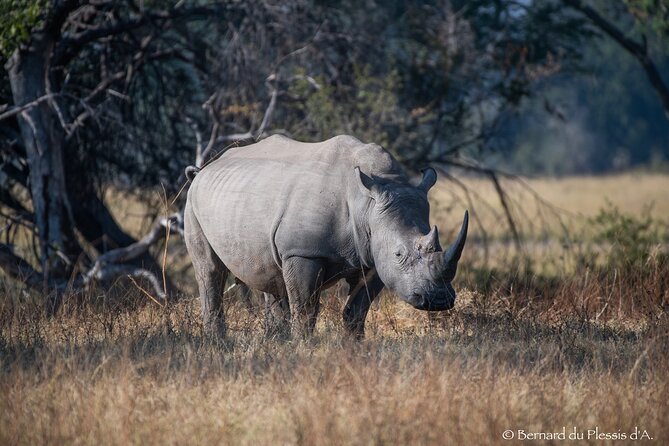 A Private White Rhino Game Drive Plus Short Walk - Pickup Information