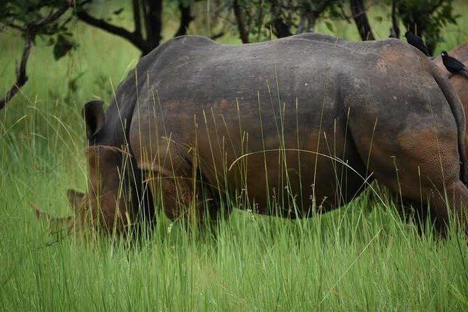 A Thrilling 1-Day Rhino Tracking Tour in Uganda - Cancellation Policy