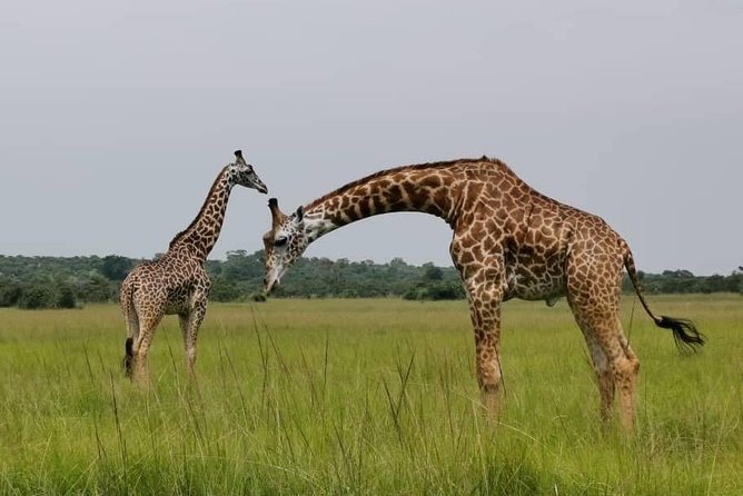 Akagera Game-drive Safari - Reviews