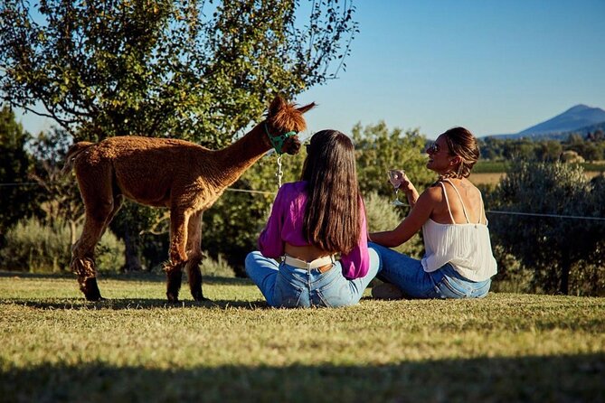 Alpaca Trek - The Sum Up