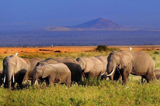 Amboseli National Park Full Day Guided Tour - Frequently Asked Questions