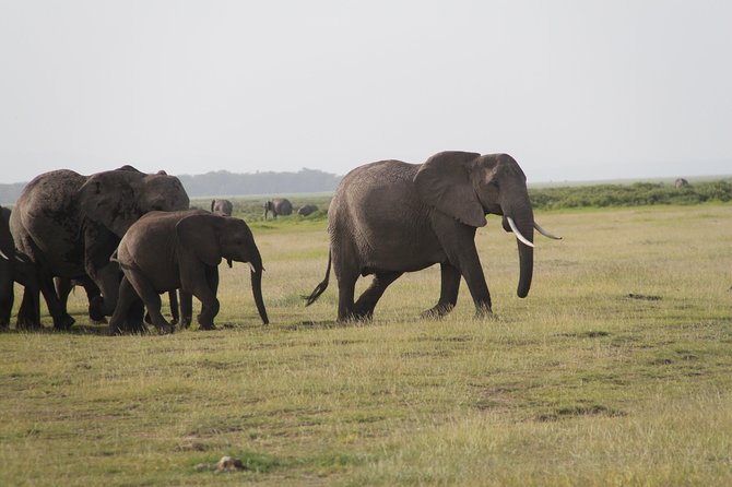 Amboseli National Park Guided Full Day Tour - Cancellation Policy