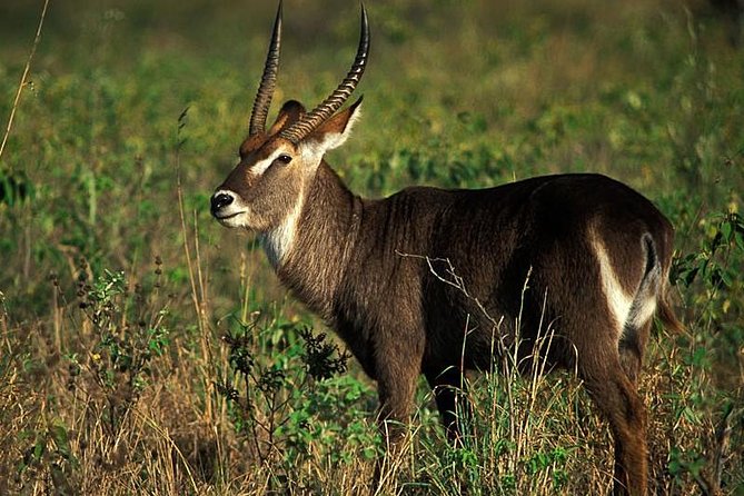 Arusha National Park Game Drive and Walking Safari Day Tour - Return Journey