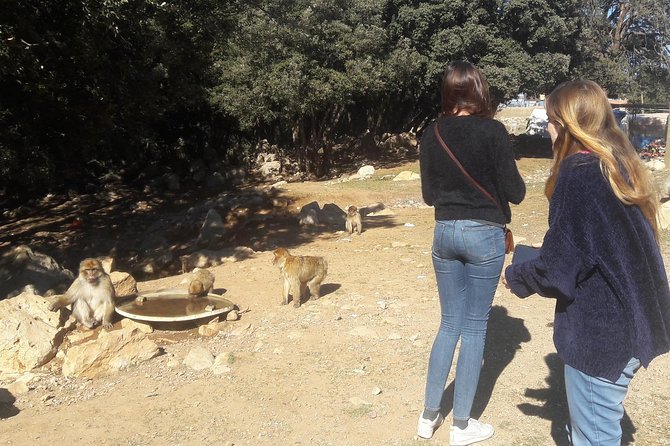 Atlas Mountains, Morocco: Ifrane, Azrou, Monkey Forest, Full Day Tour From Fez - Cultural Immersion