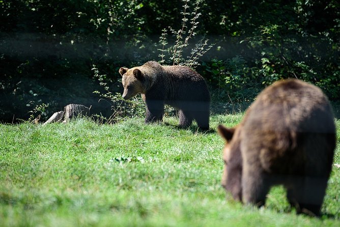 Bears Libearty Sanctuary and Bran Castle Day Trip - Cancellation and Pricing