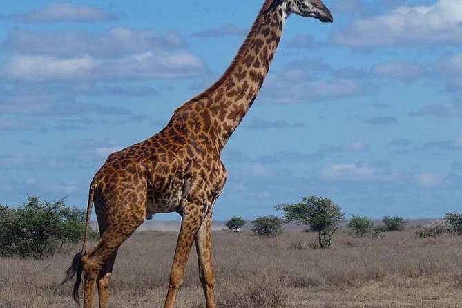 Best Tanzania Safari Tarangire Day Tour With Kilinge Adventure - Transportation Details