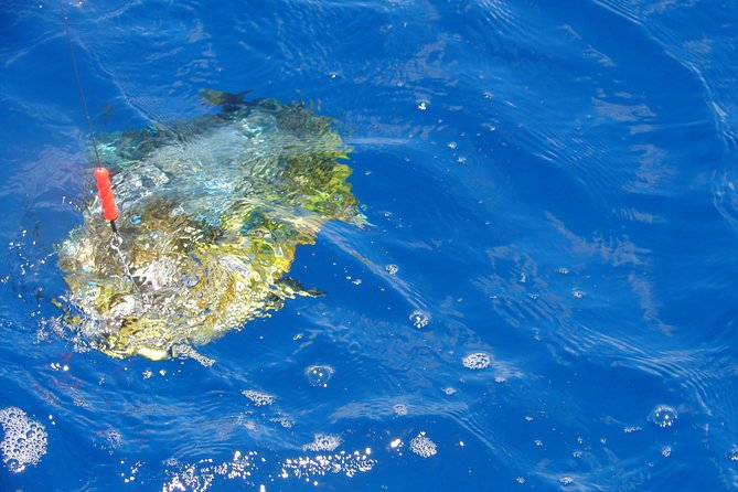 Big Game Fishing a Fishing Charter in Seychelles - Meeting and Pickup Information