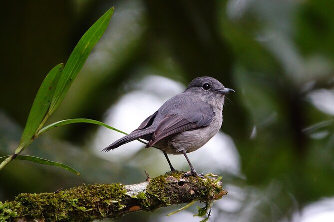 Birding And Nature Tours - Tour Highlights