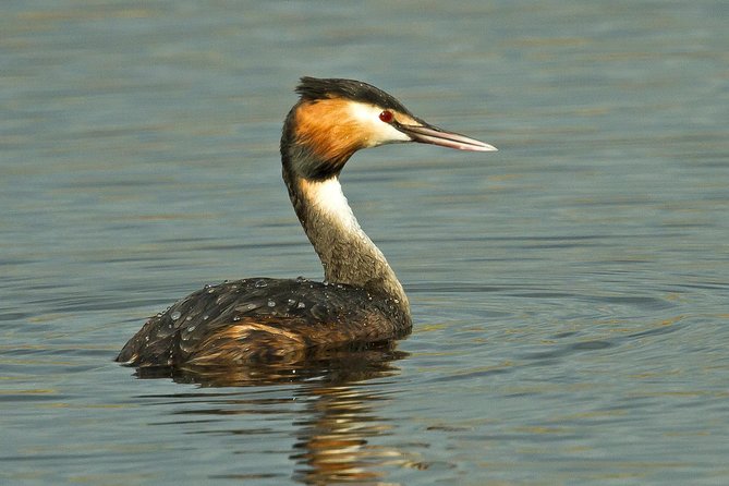 Birding in Tavira and Ria Formosa: Your Nemesis Bird Destination - Self-Guided - Equipment and Gear Recommendations