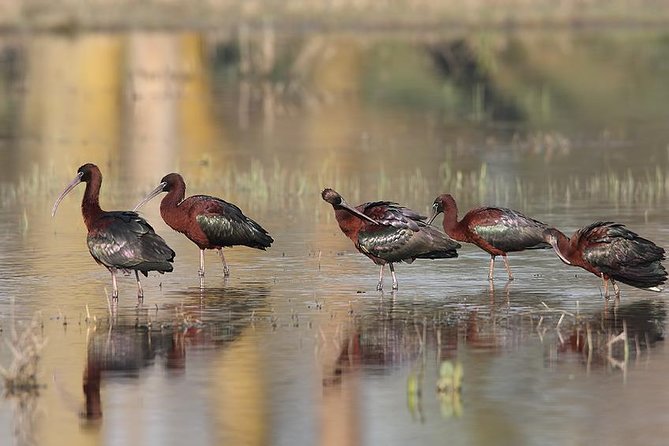 Birds, Nature and Wine Tour From Nessebar or Bourgas - Additional Details