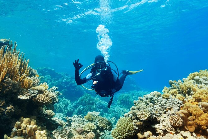 Bodrum Scuba Diving Tour With Lunch & Roundtrip Transfer - Pricing and Booking Details