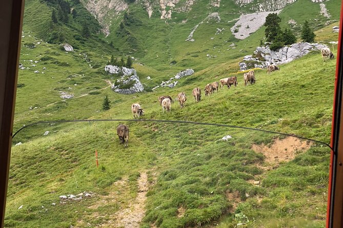 Bürgenstock Private Tour to Mt. Pilatus and the Lake of Lucerne - Reservation Process and Options