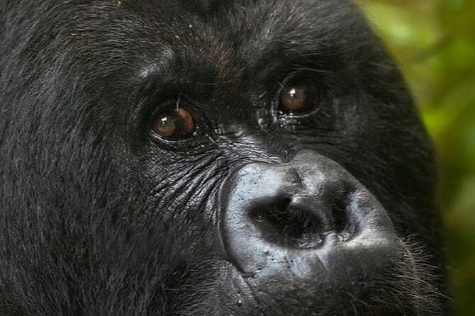 Bwindi Gorilla Safari – 3 Days