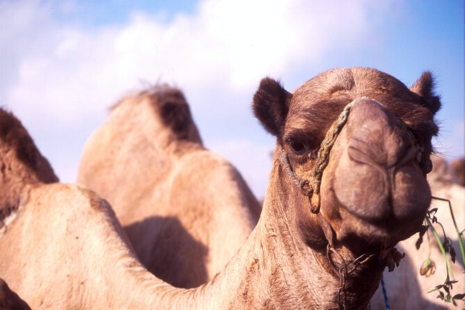 Camel Ride in Aswan + Lunch - Directions and Tips