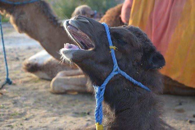 Camel Ride in Marrakech Palmeraie Area - Frequently Asked Questions