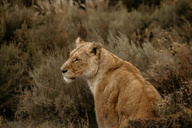 Cape Town Afternoon Safari With Transport and Lunch - Booking Details