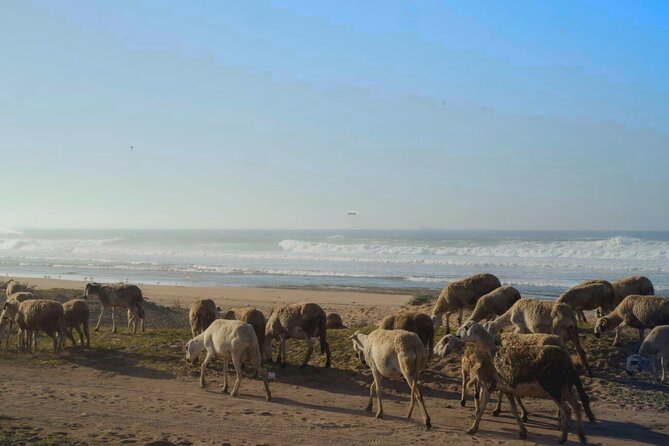 Casablanca to El Jadida Guided Day Trip With Azemmour Excursion - Frequently Asked Questions
