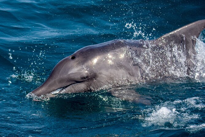Catamaran Sailing Tour and Whale Watching in Boa Vista - Additional Info